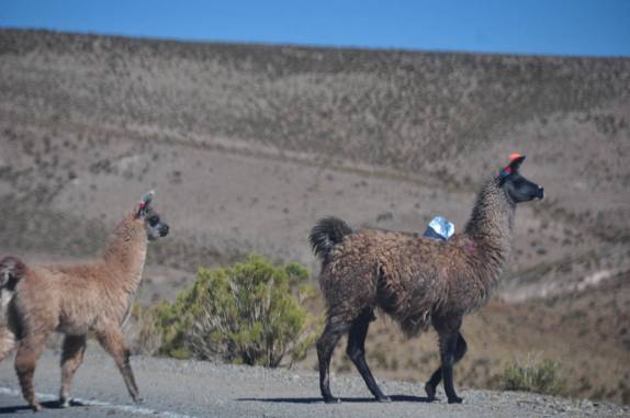 Lhamas passeiam tranquilamente na estrada que corta a puna em direção ao Paso de Jama, entre Argentina e Chile